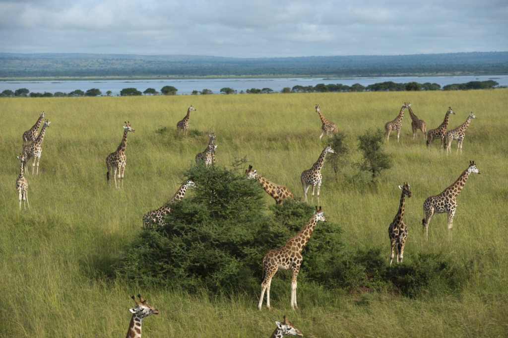 terrestrial Ecosystem - Grassland