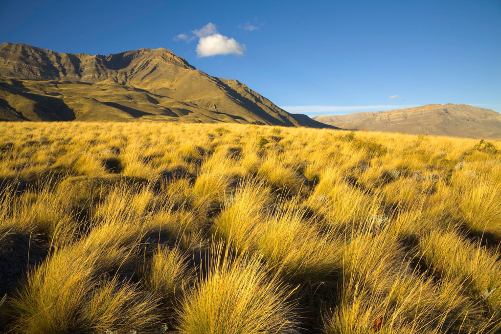 Temperate Grasslands