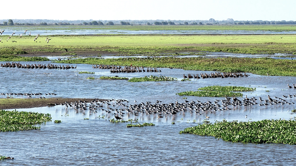 Flooded Grasslands and Savannas