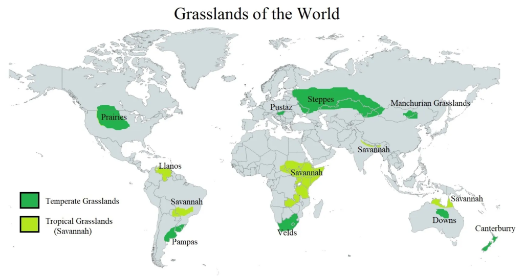 Temperate Grasslands Names