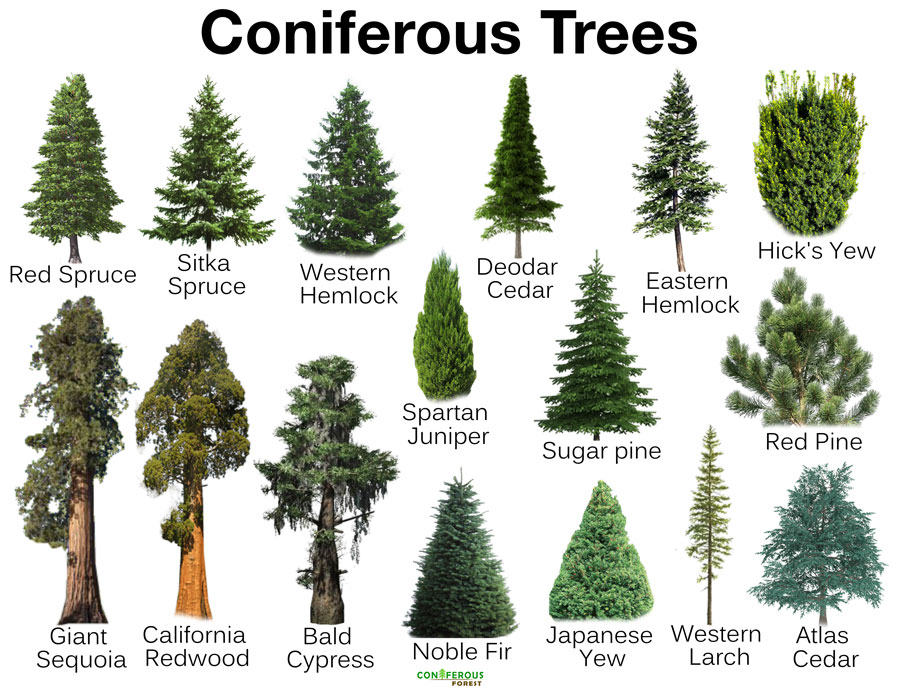 Coniferous Forest
