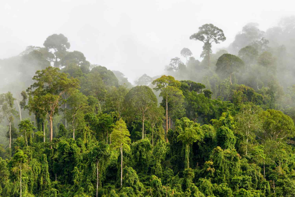 Tropical rainforest