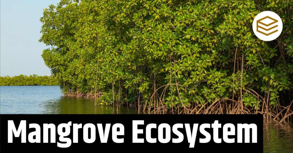 Mangrove Ecosystem