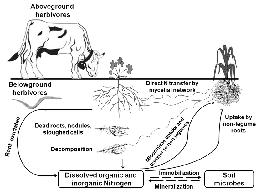 Agroforestry