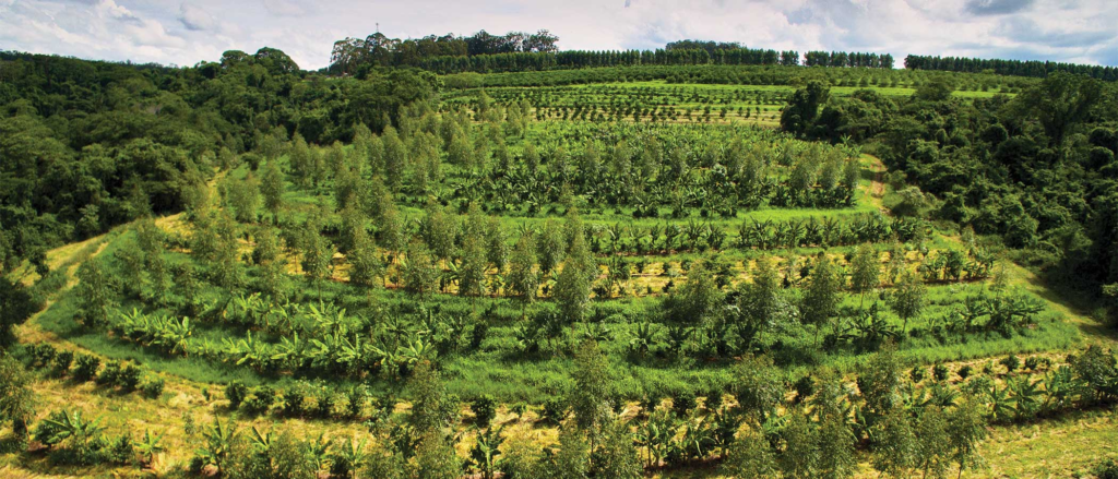 Agroforestry