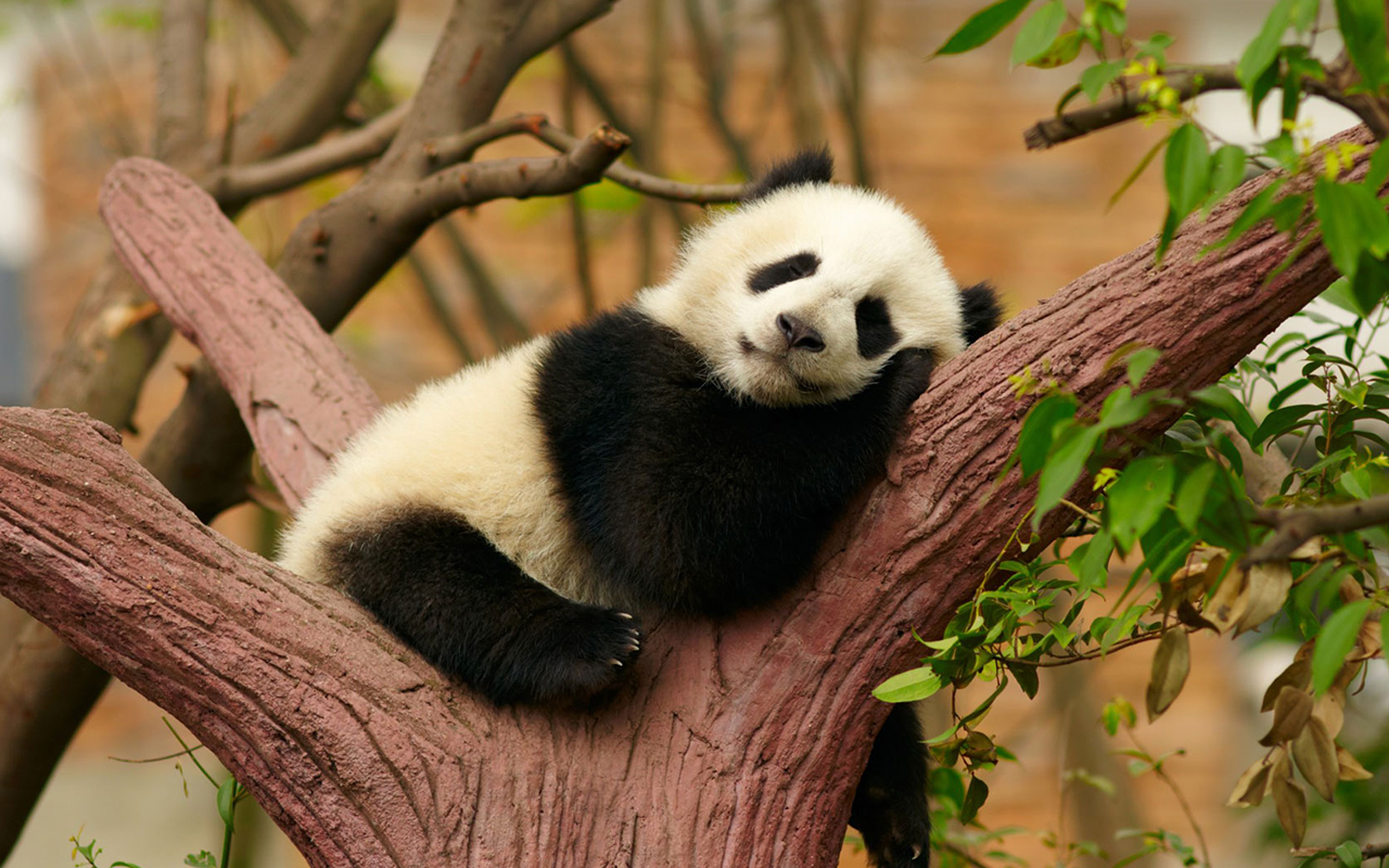 Environment and Ecology Notes for UPSC – giant panda and forest biodiversity