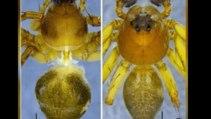 New Lynx Spider Hamataliwa mawlyngot Reported from East Khasi Hills