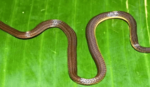 New Reed Snake Calamaria garoensis Discovered in the Garo Hills