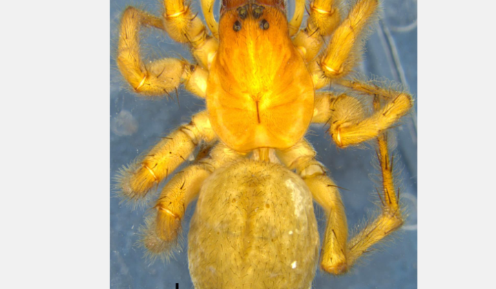 Two Culturally Named Bush Frogs Described from Meghalaya