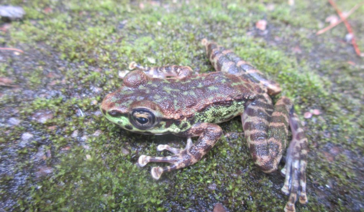 Shillong Cascade Frog Amolops shillong Described from Urban Forest Streams