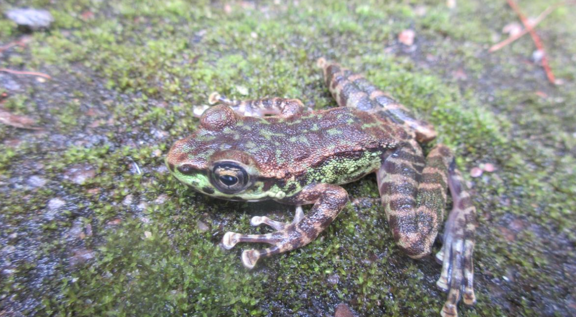 Shillong Cascade Frog Amolops shillong Described from Urban Forest Streams