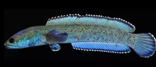 New Snakehead Fish Channa nachi Described from South Garo Hills